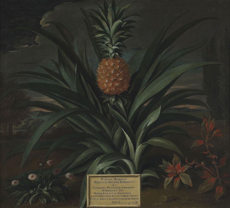 Theodorus Netscher’s pineapple painting grown in Sir Matthew Decker’s garden