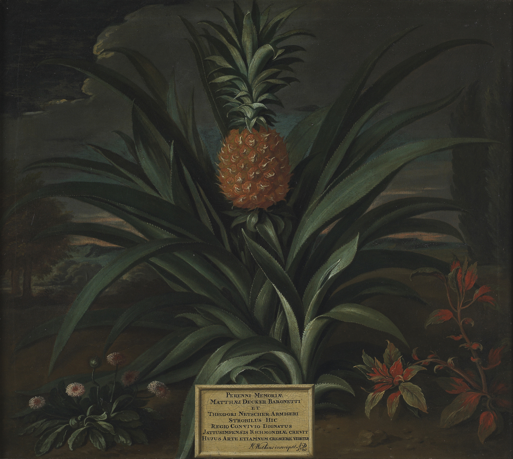 Pineapple grown in Sir Matthew Decker's garden at Richmond, Surrey